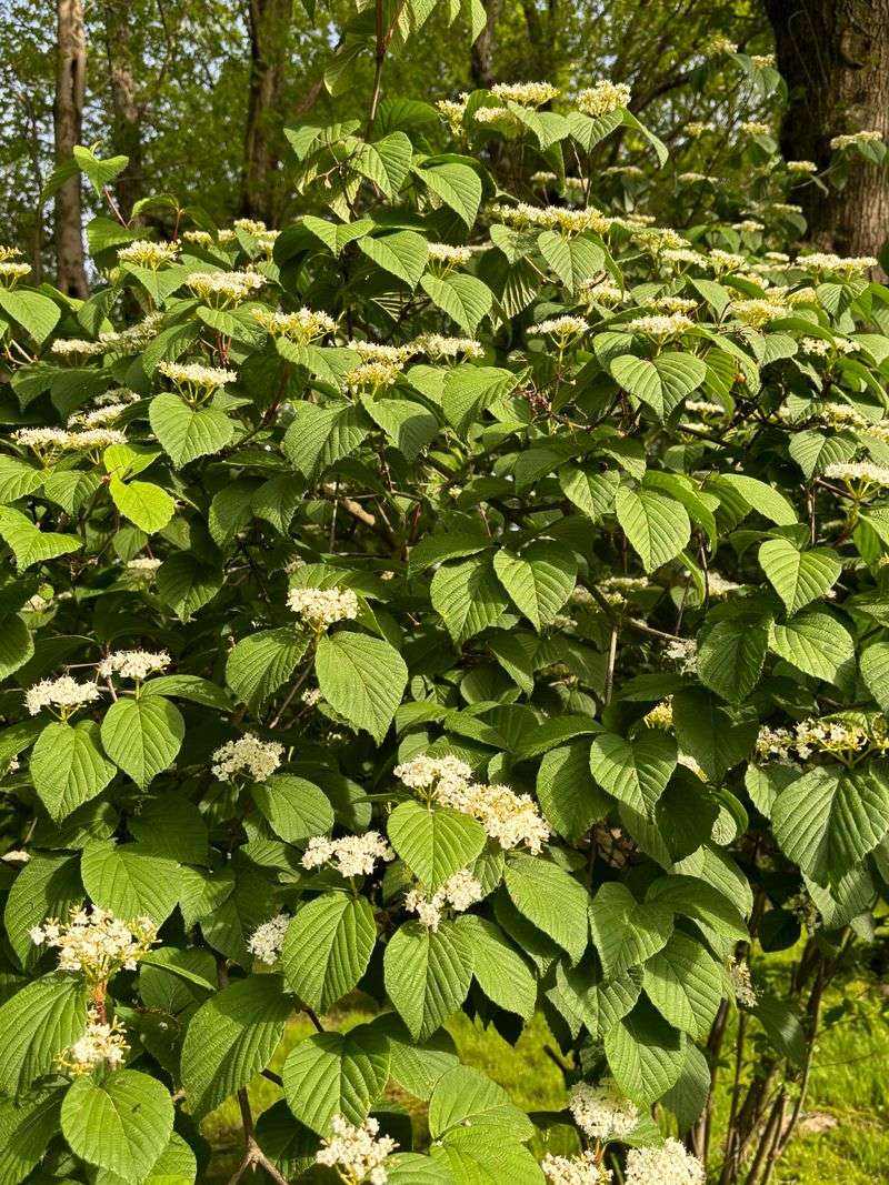 Thick Foliage Forms A Natural Privacy Barrier Thick Foliage Forms A Natural Privacy Barrier