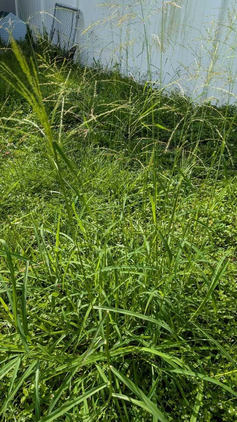 Thick Grass Naturally Crowds Out Crabgrass Thick Grass Naturally Crowds Out Crabgrass