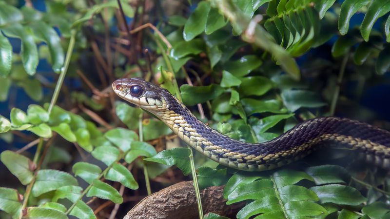 Thick Groundcover Creates Hidden Snake Habitat