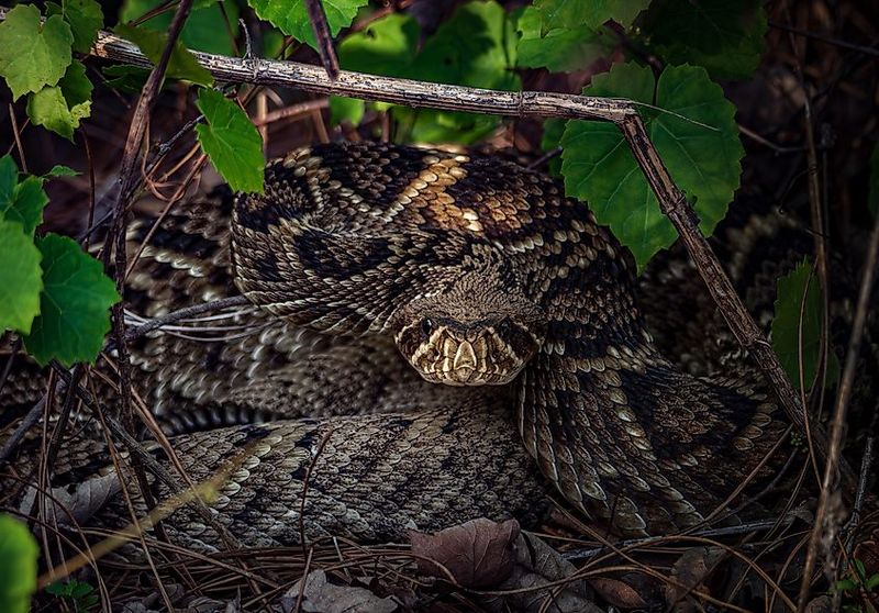 Thick Groundcover Gives Snakes Somewhere To Disappear