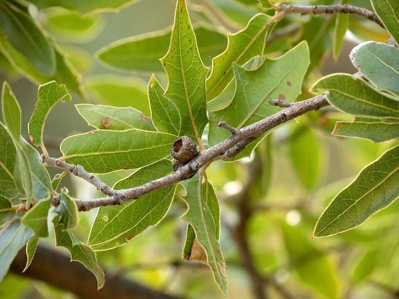 Thick Leathery Leaves Give This Oak A Distinctive Look