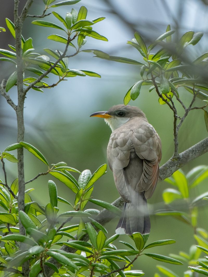 Thick Leaves Keep This Bird Hidden From View Thick Leaves Keep This Bird Hidden From View