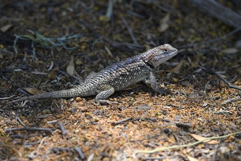 Thick Plants Offer Quick Cover From Predators