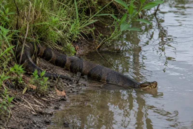 Thick Pondside Cover Makes A Snake Harder To Notice