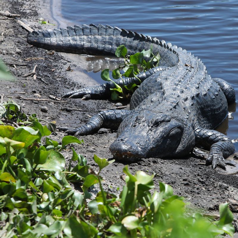 Thick Shoreline Plants Can Also Make Alligators Harder To See