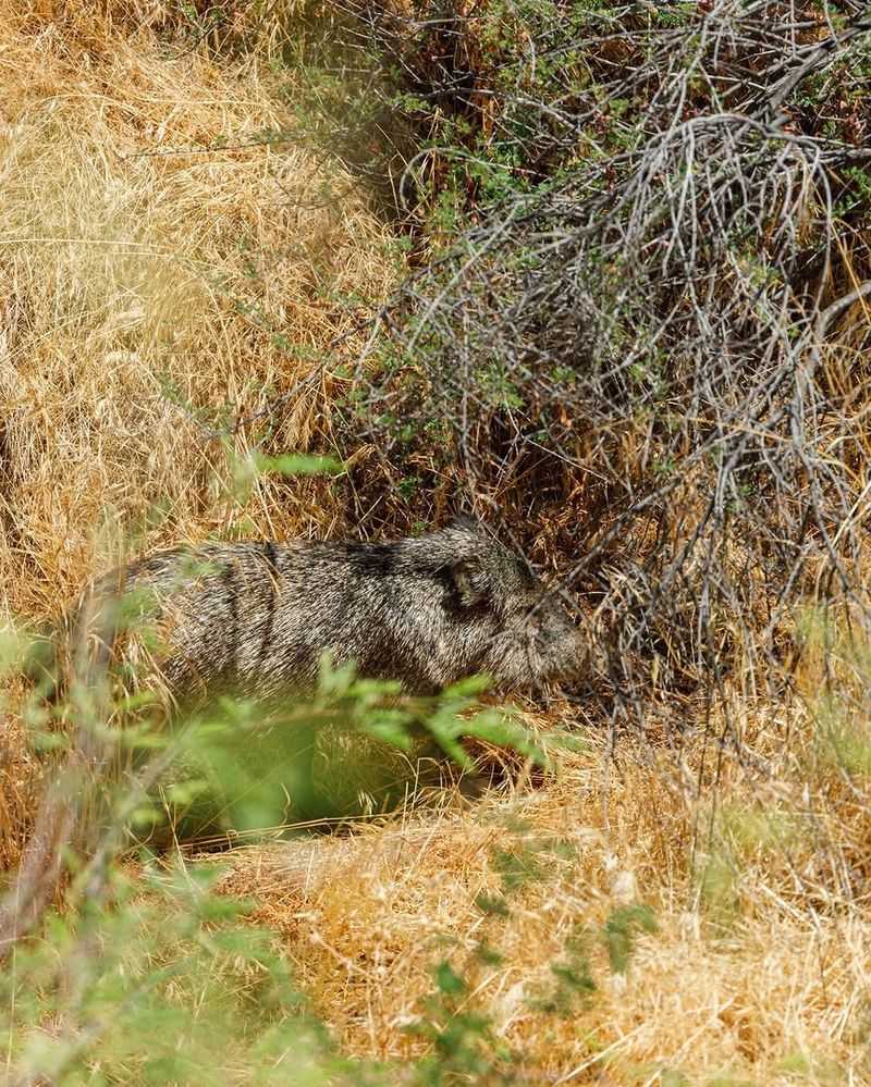 Thick Shrubs Give Them A Cool Place To Rest Thick Shrubs Give Them A Cool Place To Rest
