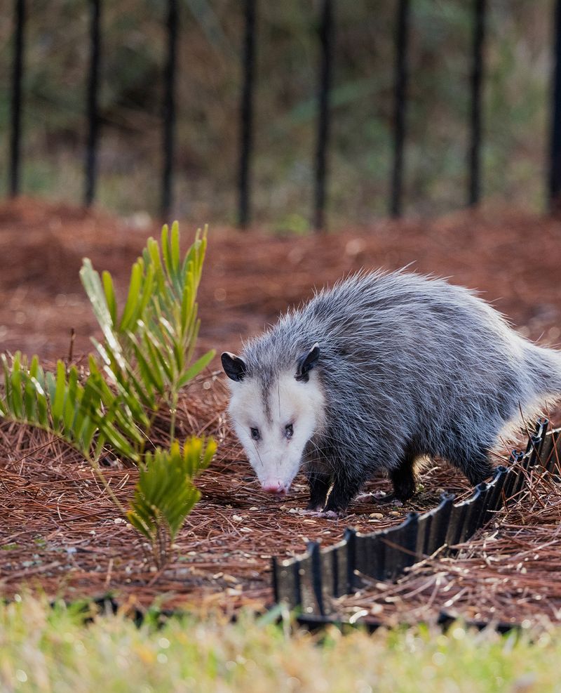 Thick Vegetation Provides Cover Between Feeding Stops