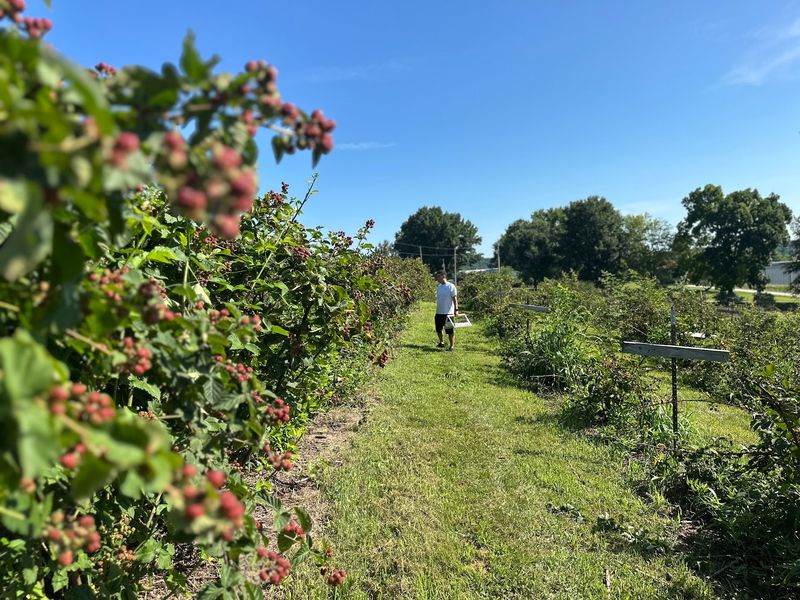 Thierbach Orchards and Berry Farm 