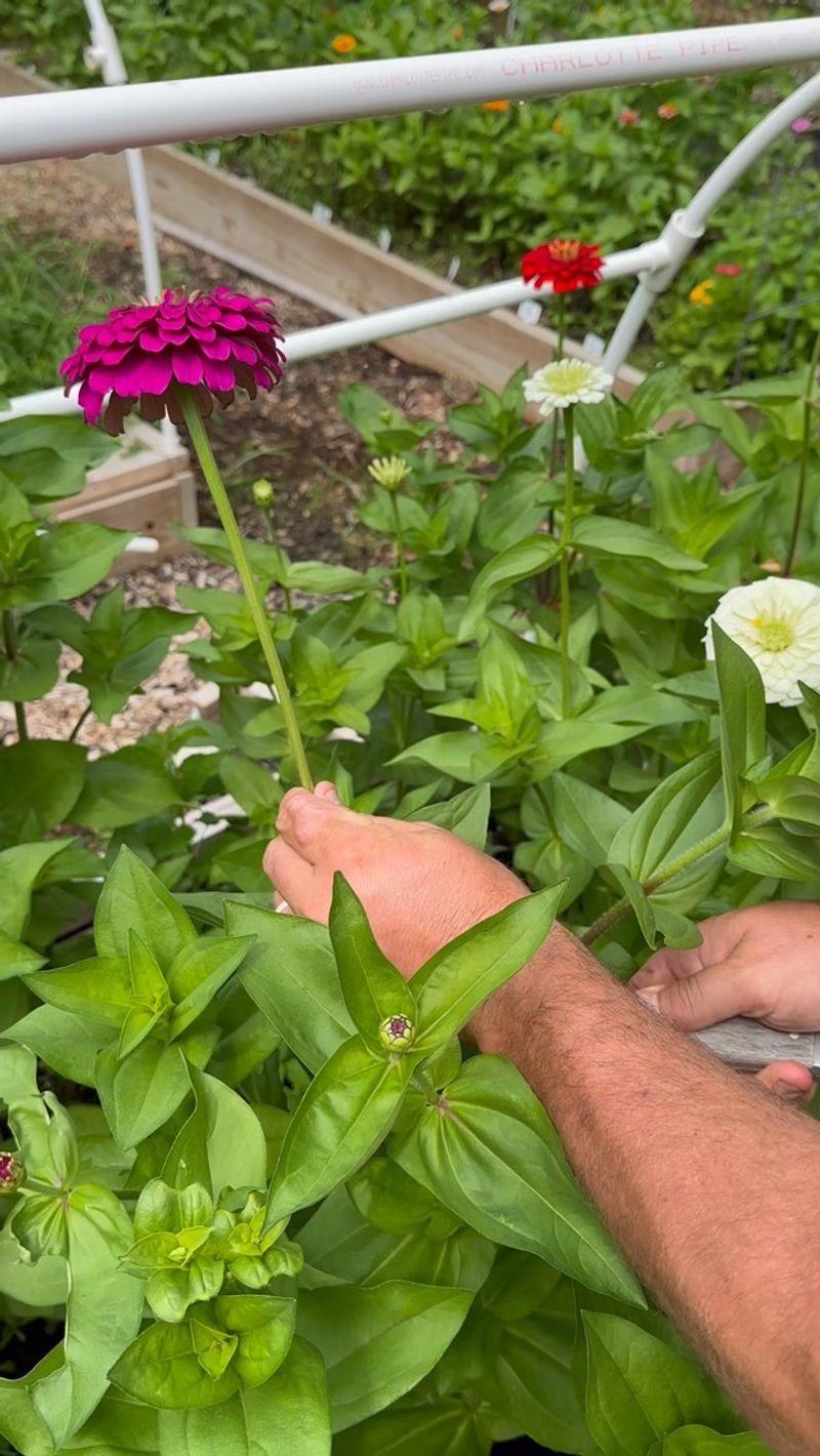 Thin Crowded Plants Thin Crowded Plants