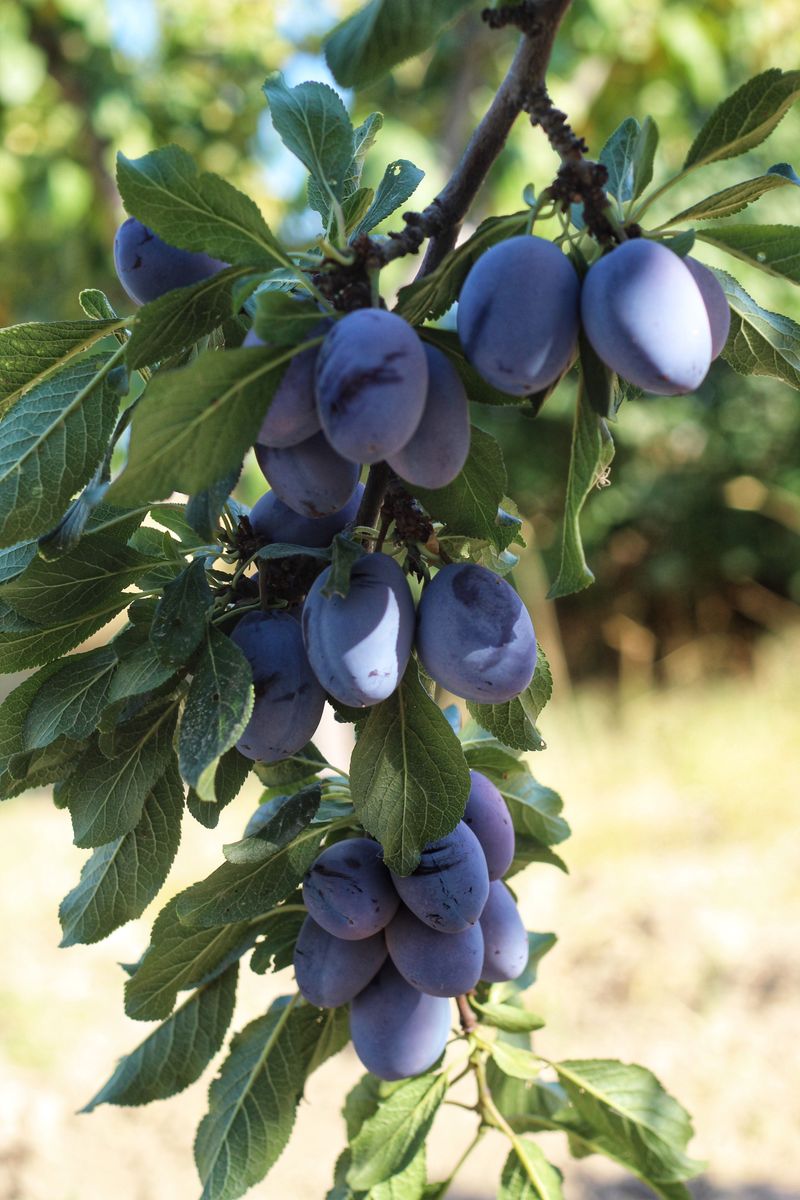 Thin Fruit To Avoid Overloading Thin Fruit To Avoid Overloading