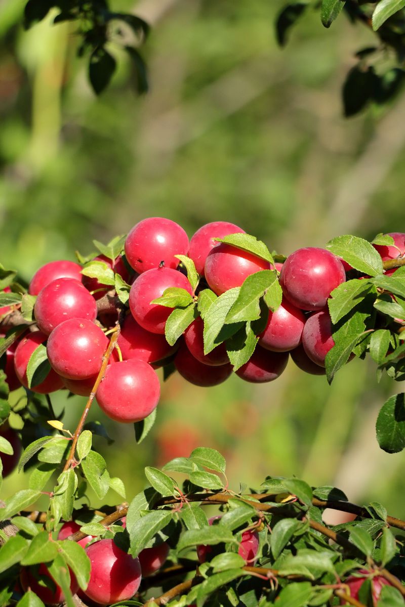 Thin Fruit To Prevent Overloaded Branches
