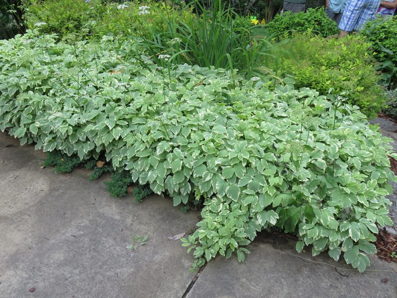 Thin Groundcover Where It Stays Cool And Damp Thin Groundcover Where It Stays Cool And Damp