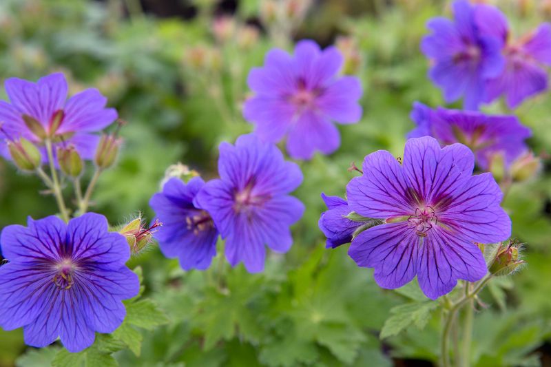Thin Hardy Geraniums Before The Center Opens