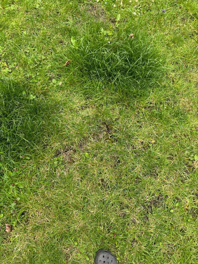 Thin Lawns Make The Perfect Opening Thin Lawns Make The Perfect Opening