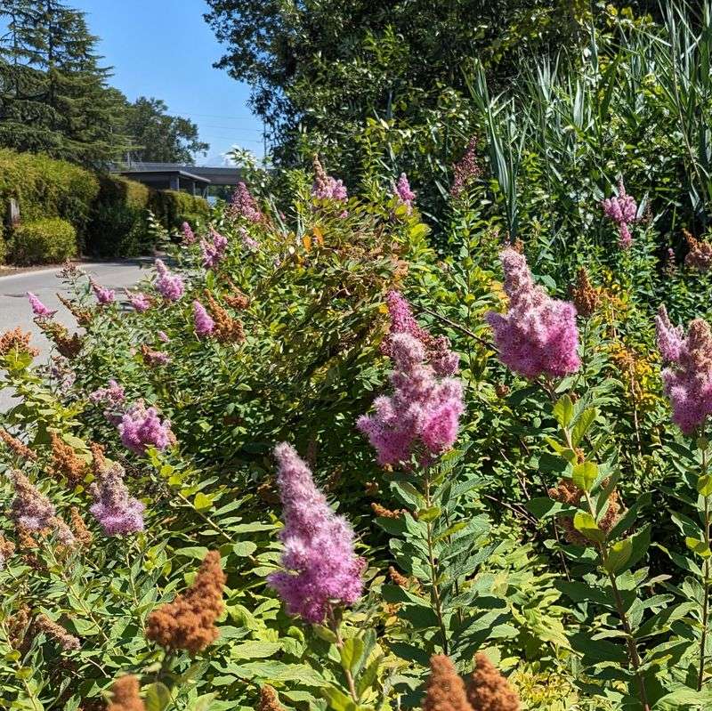 Thin Overgrown Spirea Carefully