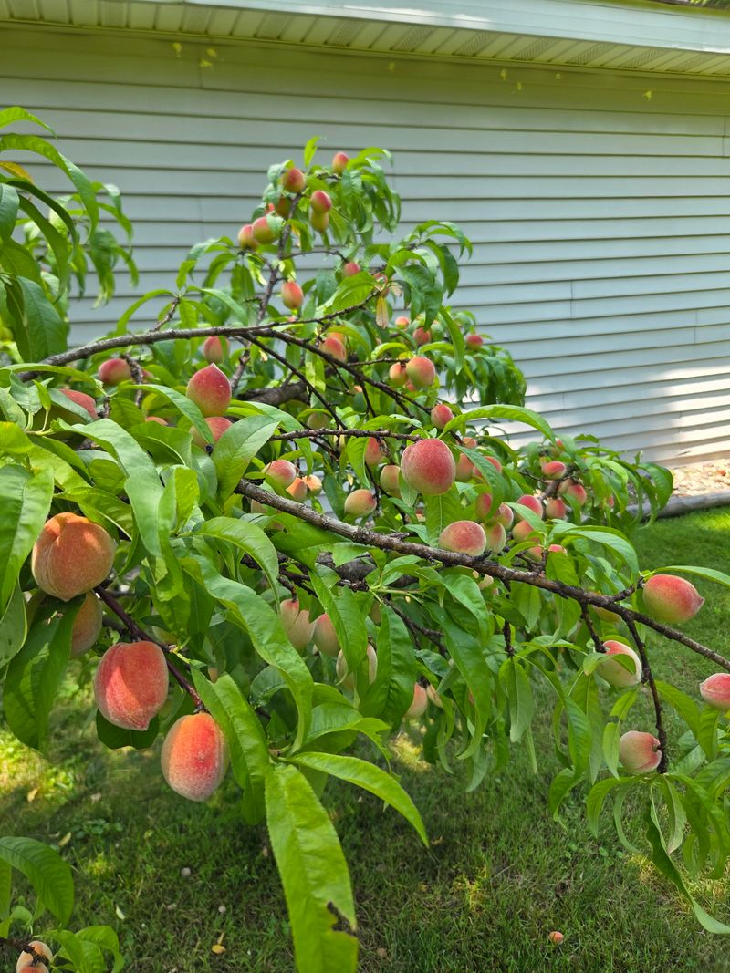 Thin Peach Canopies Without Overcutting