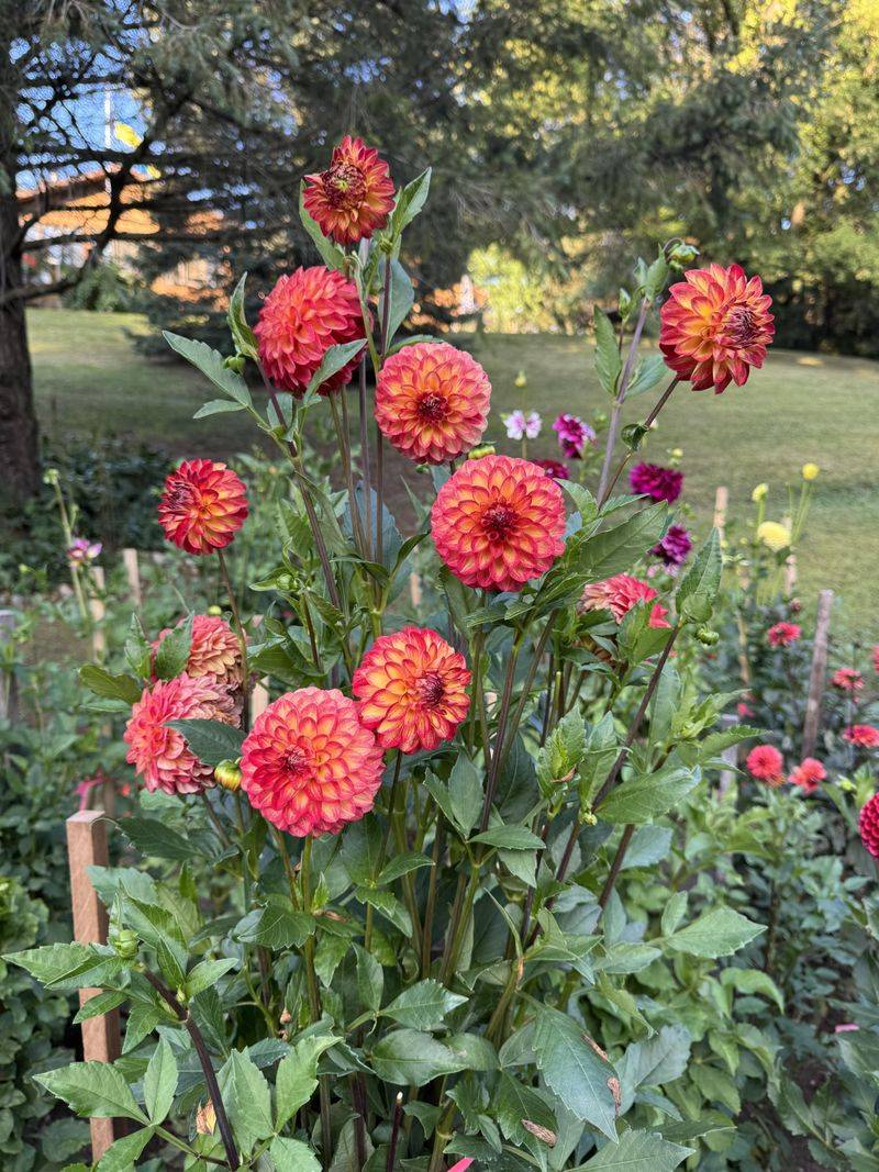 Thin Side Buds For Bigger Blooms