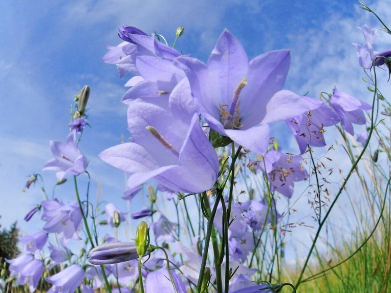 Thin Stems Give Harebell Its Delicate Windswept Look