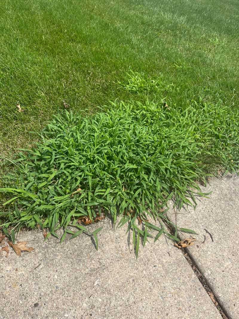 Thin Turf Density Giving Weeds An Opening