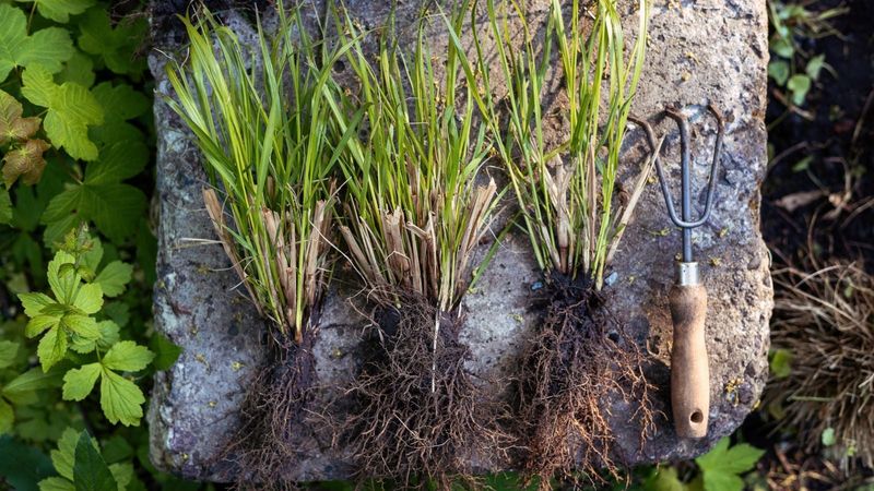 Thinning Crowded Growth Can Improve Air Movement Thinning Crowded Growth Can Improve Air Movement