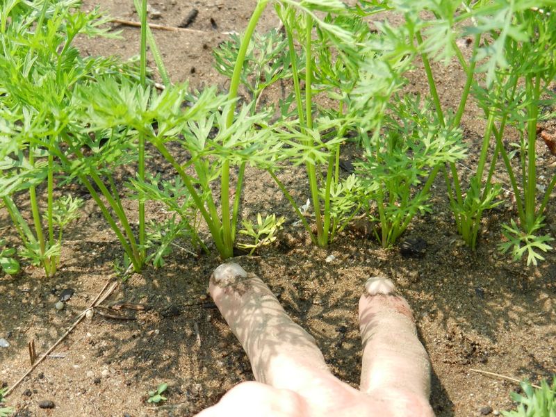 Thinning Gives Carrots More Room To Develop Thinning Gives Carrots More Room To Develop