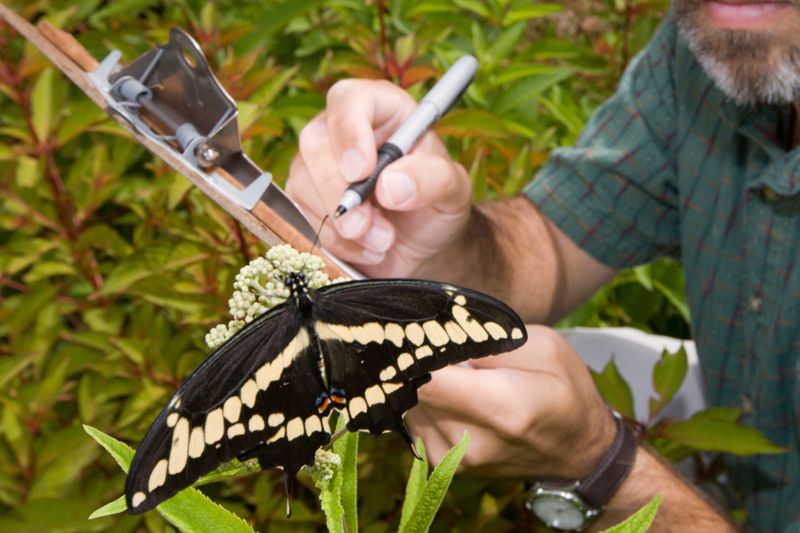 This August Count Is Bigger Than A Backyard Hobby