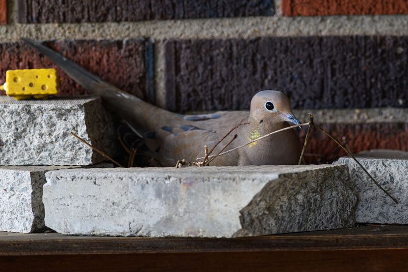 This Backyard Visitor Reveals More Than Most People Realize