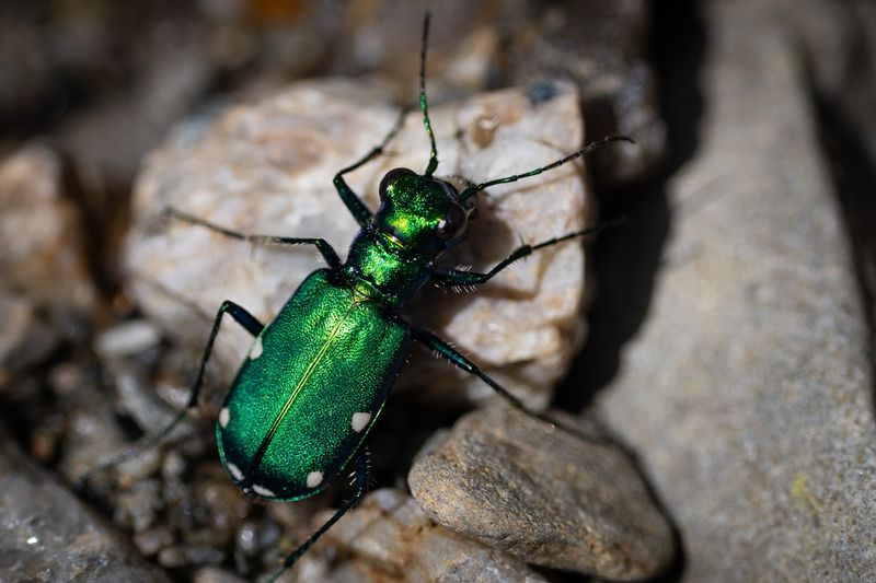 This Beetle Chases Other Insects For Food