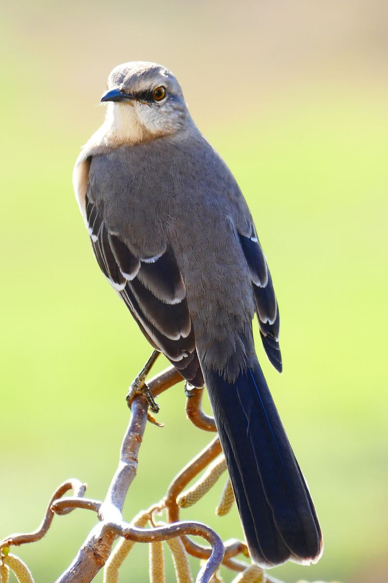 This Behavior Usually Signals Territorial Defense