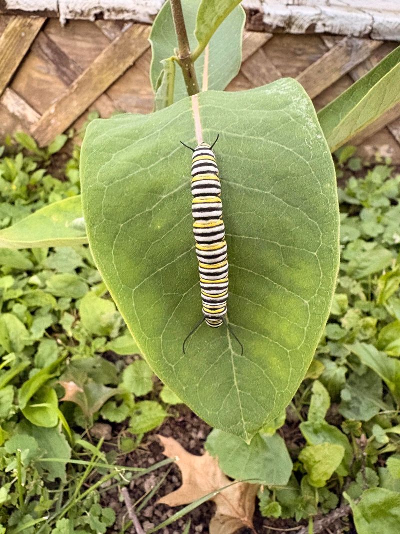 This Common Visitor Is Building Toward Something Bigger