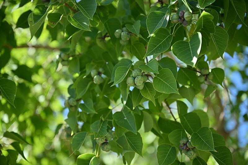 This Fast Spreading Tree Crowds Out Native Vegetation