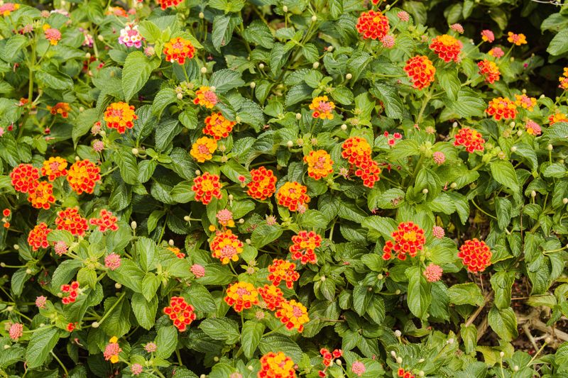 This Flowering Shrub Blooms Nonstop Through Summer Heat This Flowering Shrub Blooms Nonstop Through Summer Heat