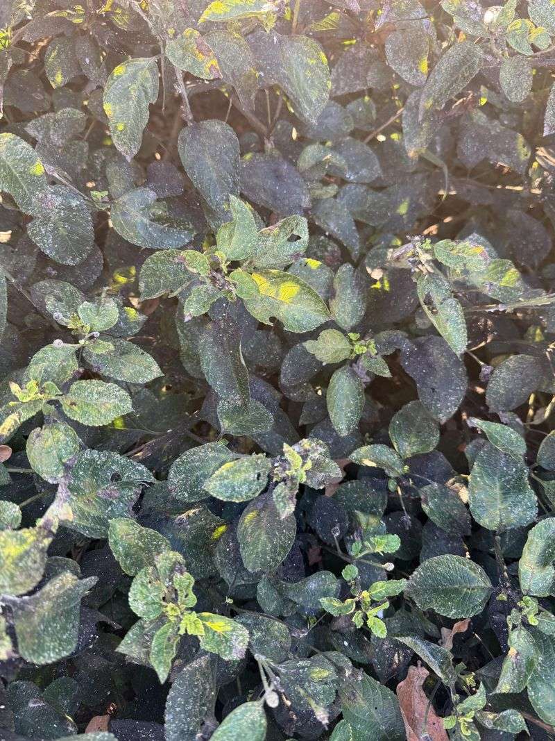 This Habit Makes Lace Bugs Harder To Control This Habit Makes Lace Bugs Harder To Control