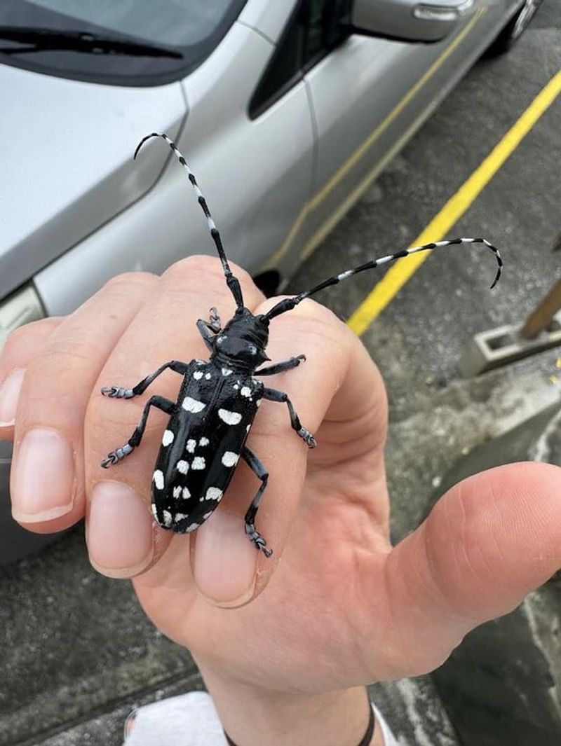 This Insect Points To A Health Issue In Your Tree