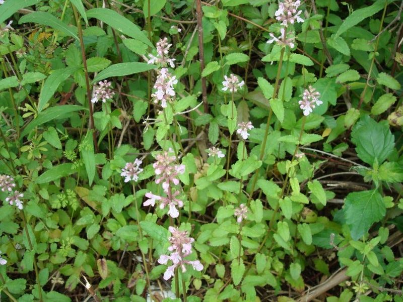 This Leafy Weed Can Be Easy To Overlook At First