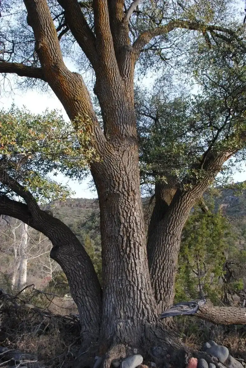 This Oak Naturally Grows In Arid And Semiarid Areas