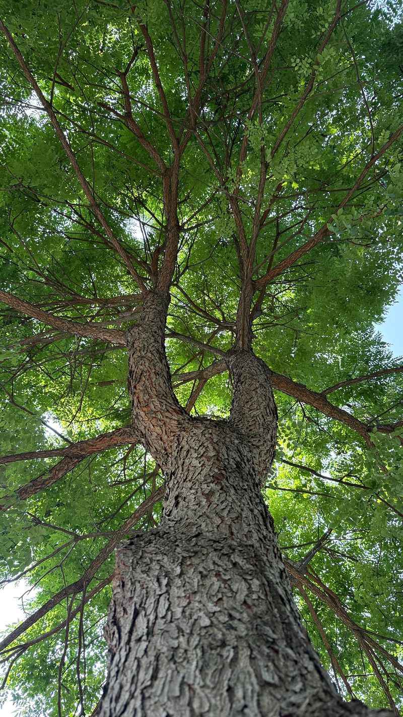 This Overlooked Native Brings Bold Texture To Any Yard