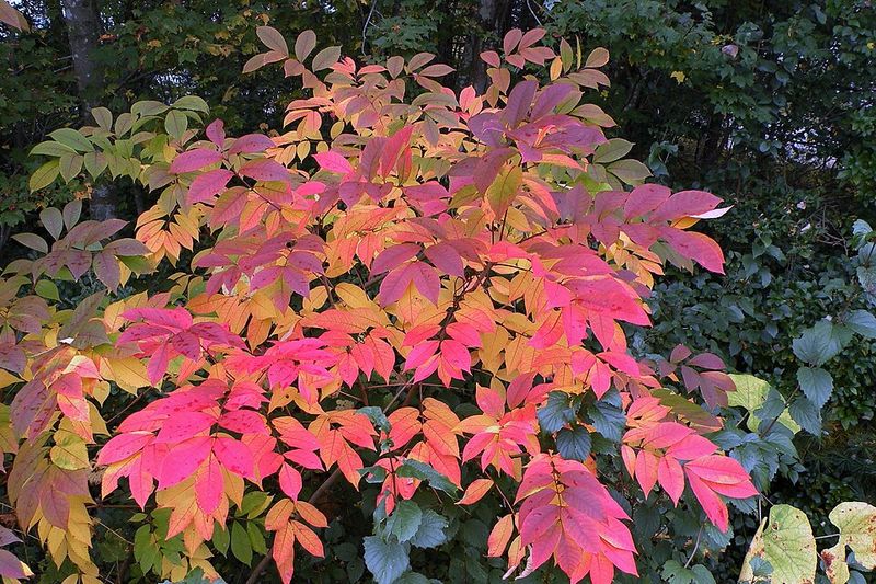 This Overlooked Shrub Poses A Bigger Risk This Overlooked Shrub Poses A Bigger Risk