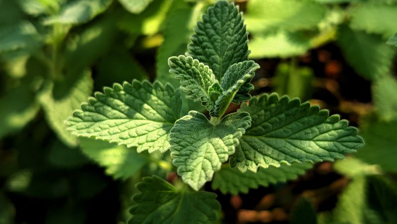 This Plant Thrives In Florida's Heat And Humidity