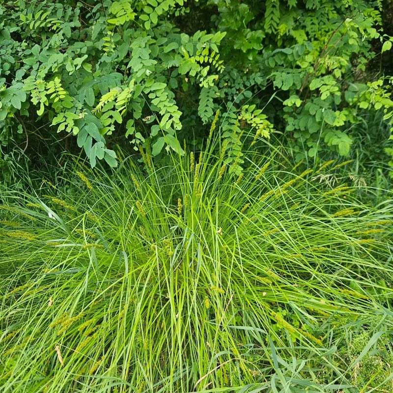 This Sedge Requires Little Maintenance Once It Establishes This Sedge Requires Little Maintenance Once It Establishes