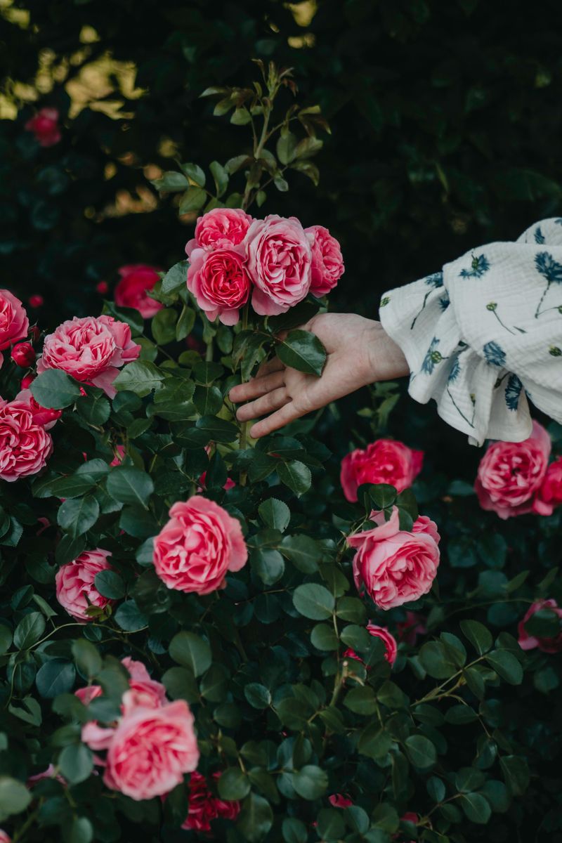 This Simple Habit Boosts Fall Flowering This Simple Habit Boosts Fall Flowering