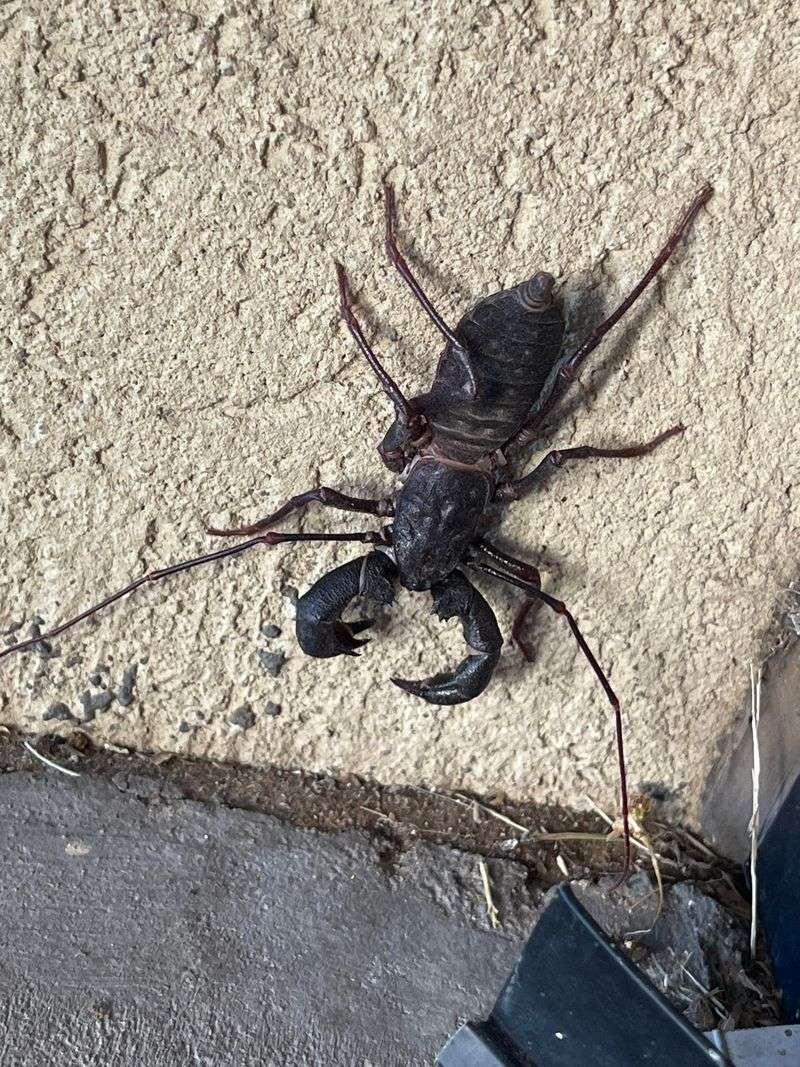 This Strange-Looking Visitor Seems Scarier Than It Is