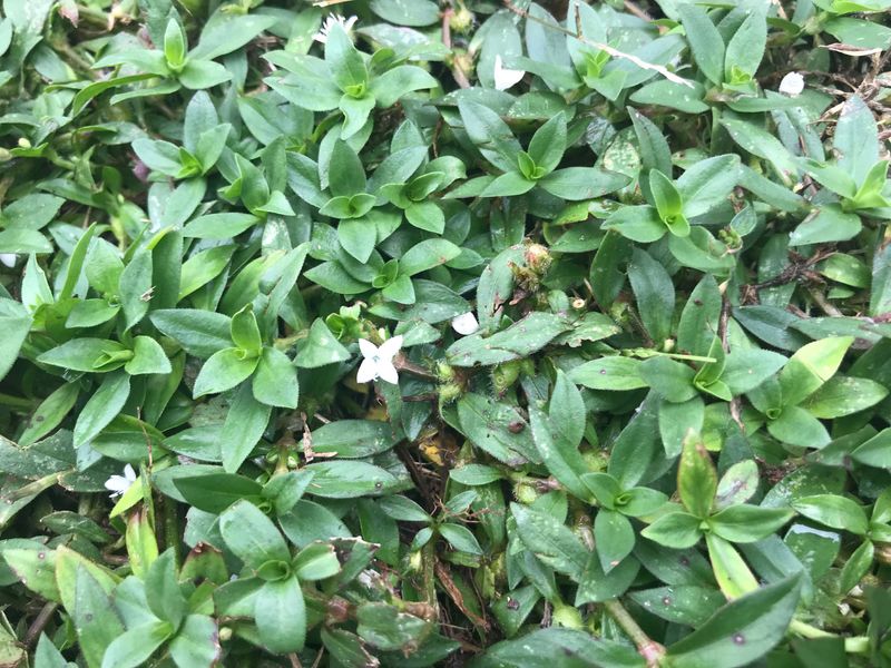 This Weed Can Spread Through Seeds And Roots This Weed Can Spread Through Seeds And Roots