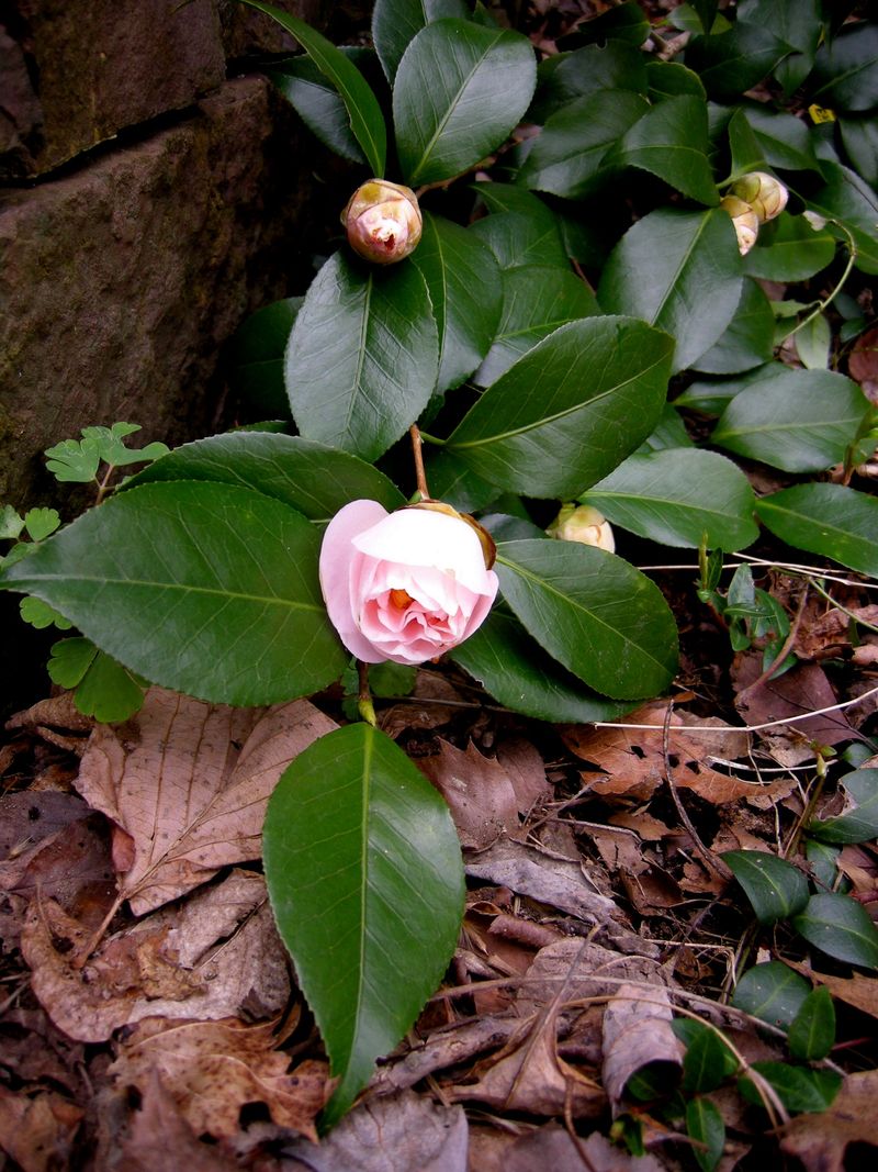 This Year's Growth Carries Next Year's Blooms This Year's Growth Carries Next Year's Blooms