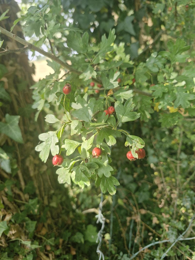 Thornless Hawthorn Works Beneath Higher Wires