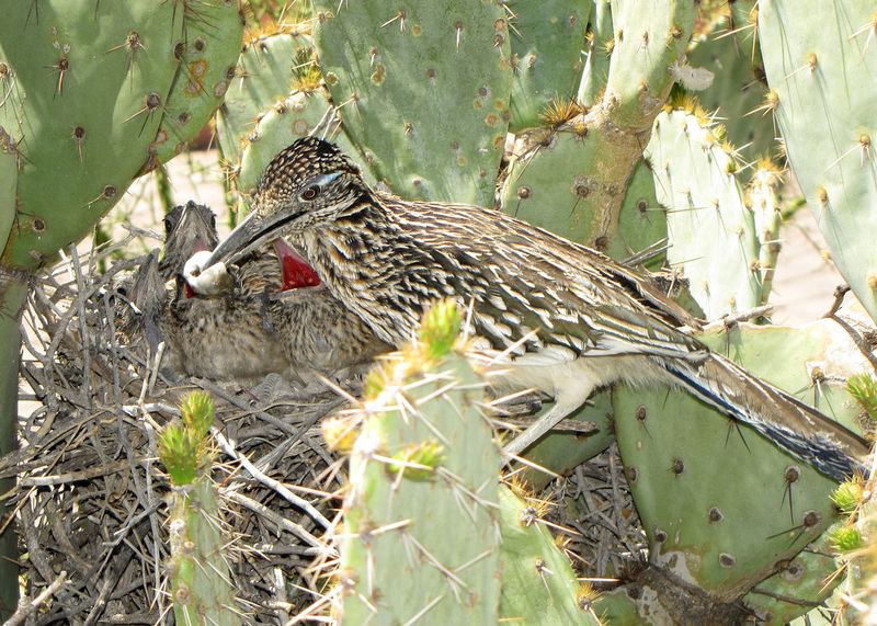 Thorny Plants Make Safer Nesting Spots Thorny Plants Make Safer Nesting Spots