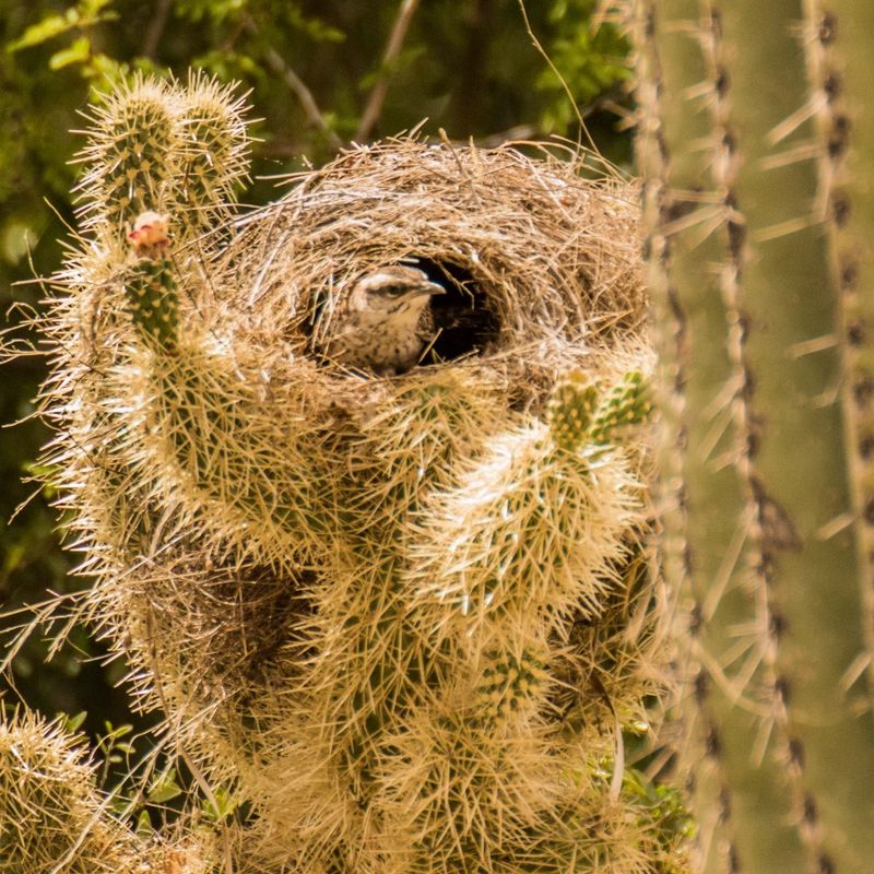 Thorny Plants Offer Valuable Nesting Shelter Thorny Plants Offer Valuable Nesting Shelter