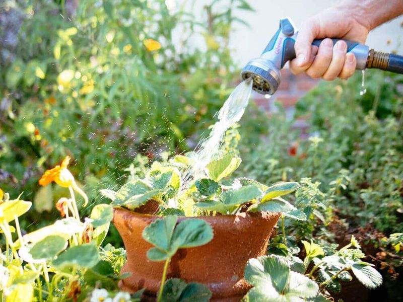 Thorough Watering Without Standing Water Thorough Watering Without Standing Water
