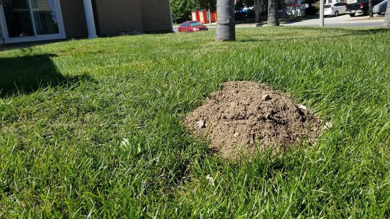 Those Backyard Burrows May Be Bringing Them In Those Backyard Burrows May Be Bringing Them In