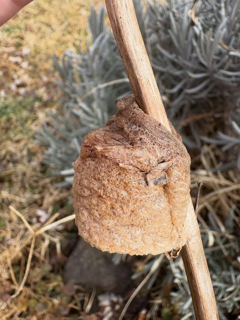Those Brown Cases On Twigs Are Easy To Mistake For Debris Those Brown Cases On Twigs Are Easy To Mistake For Debris
